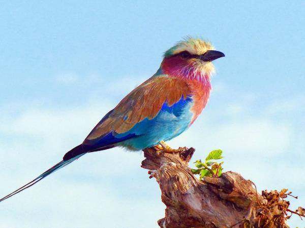 Kenya wildlife volunteering vacation