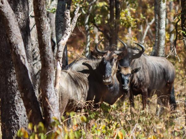 White rhino and horse project, Zimbabwe