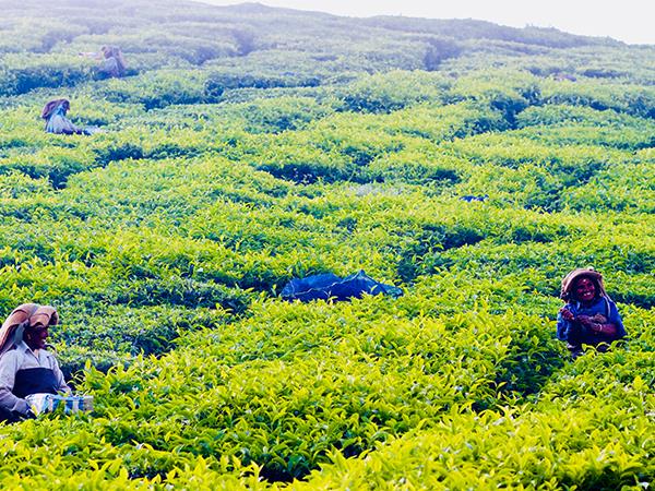 Highlights of Kerala vacation, small group