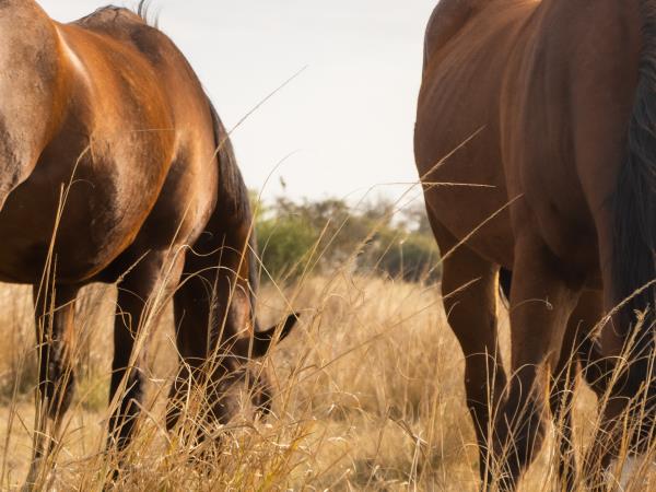 White rhino and horse project, Zimbabwe