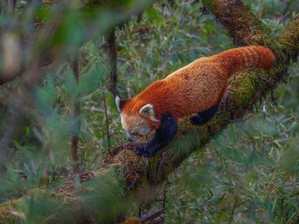 Red panda & rhino wildlife tour in India