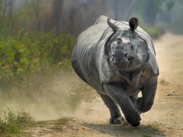 Red panda & rhino wildlife tour in India