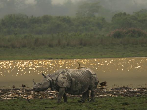 Red panda & rhino wildlife tour in India
