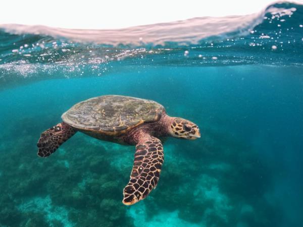 Maldives turtle conservation snorkeling cruise 