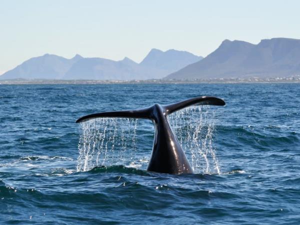 South Africa, wine, whales & safari self drive vacation
