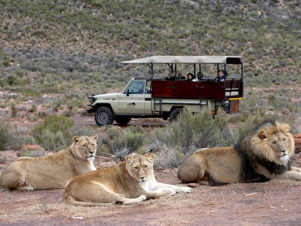 South Africa, wine, whales & safari self drive vacation