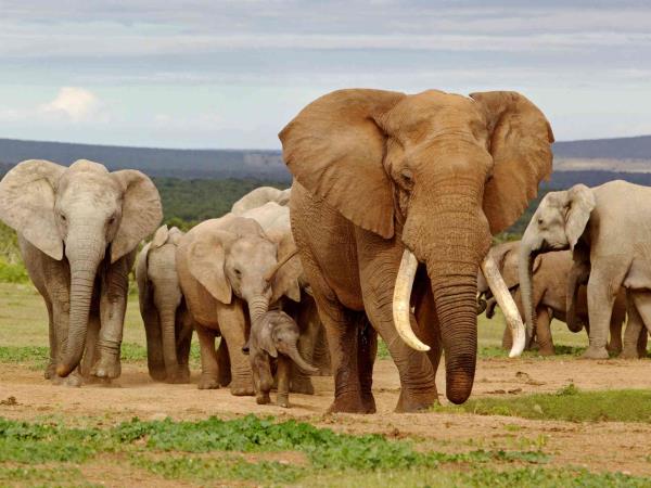 South Africa, wine, whales & safari self drive vacation