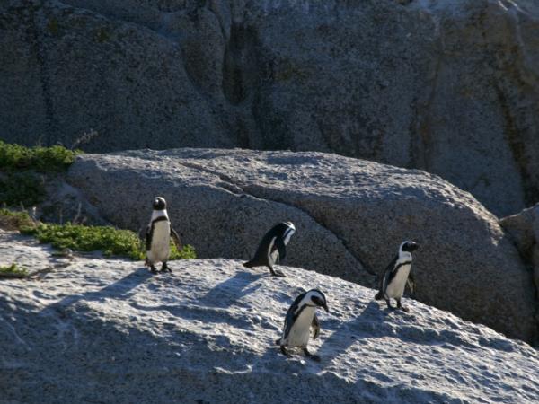 South Africa, wine, whales & safari self drive vacation