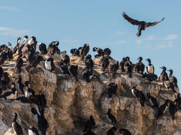 Bah�a Bustamante wildlife vacation, Argentina