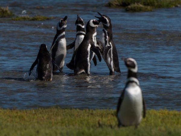 Bah�a Bustamante wildlife vacation, Argentina