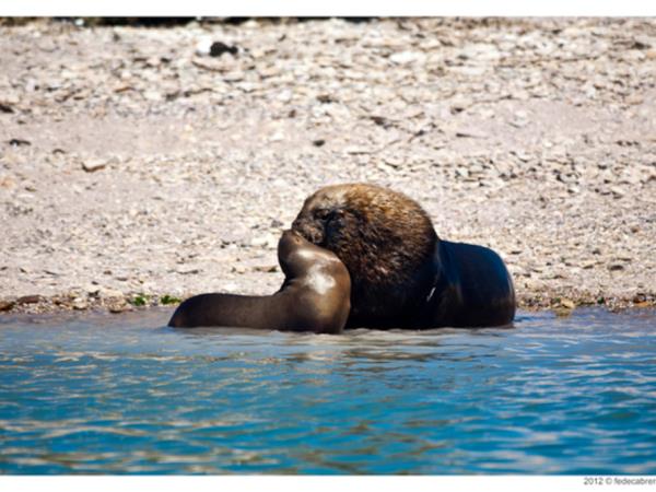 Bah�a Bustamante wildlife vacation, Argentina