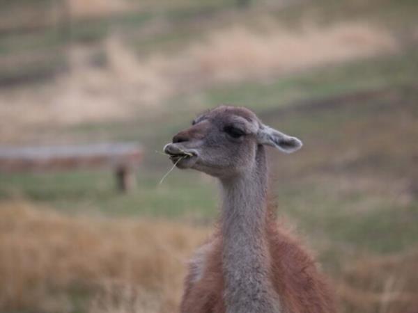 Bah�a Bustamante wildlife vacation, Argentina