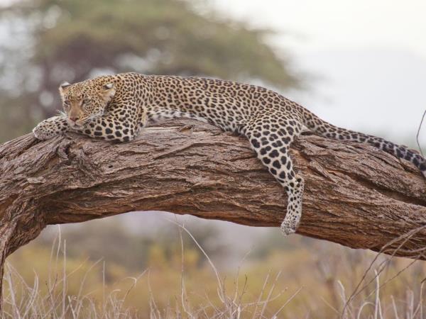 Kenya wildlife volunteering vacation