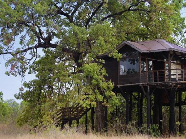 Golden Triangle and Central India tiger safari 
