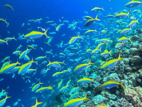 Maldives swimming vacation