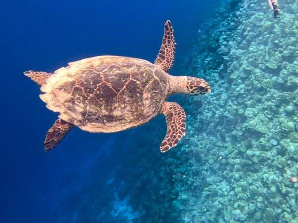 Maldives swimming vacation
