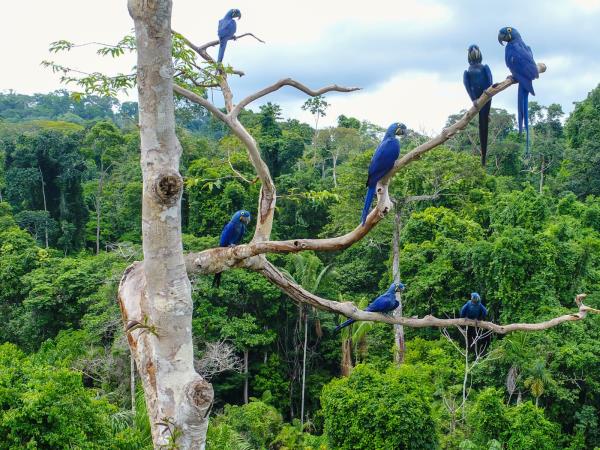 Rio and Amazon adventure vacation, Brazil