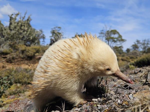 Circular tour of Tasmania