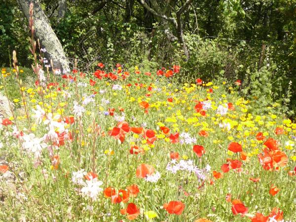 Corfu self catering cottages, Greece