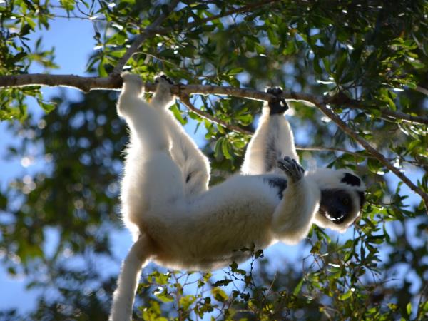 Madagascar guided nature tour