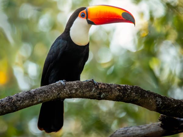 Yungas de Jujuy jungle lodge, Northern Argentina