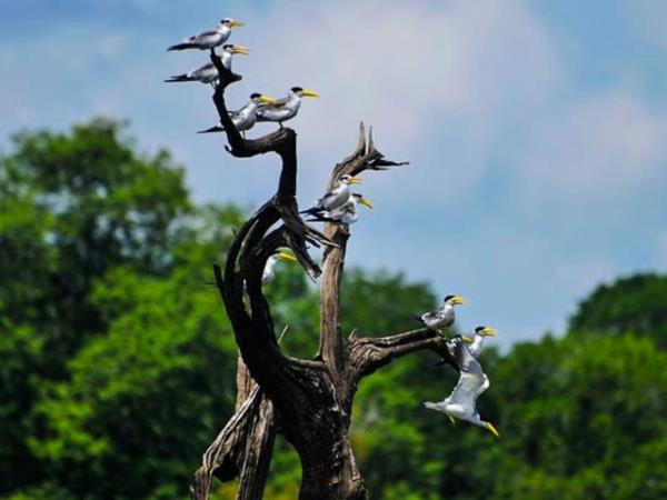 Amazon rainforest adventure in Brazil