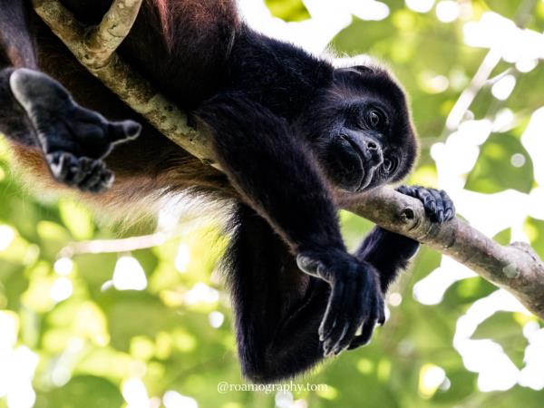 Costa Rica wellness vacation
