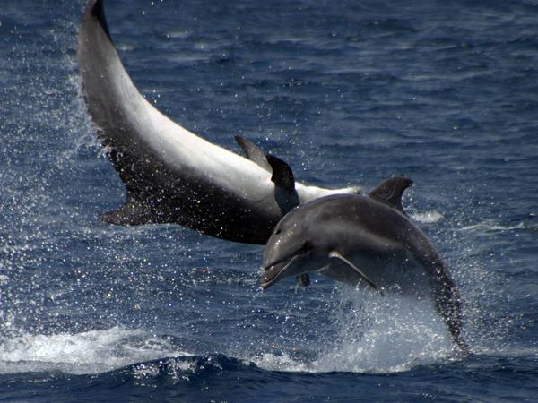 Blue whale watching vacation, migrating giants