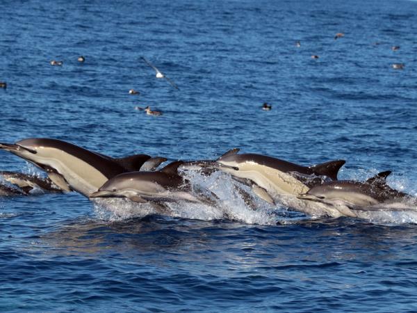 Blue whale watching vacation, migrating giants