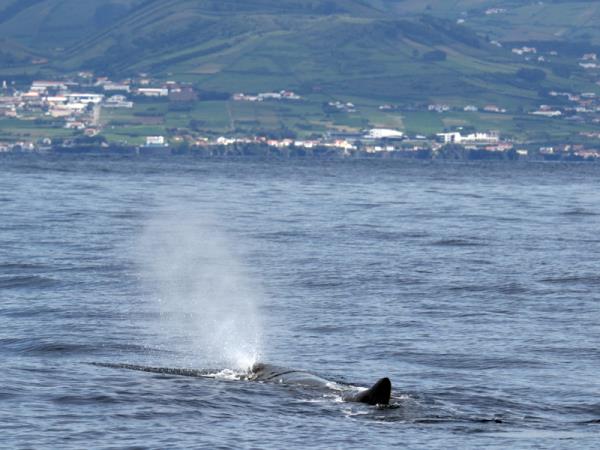 Blue whale watching vacation, migrating giants