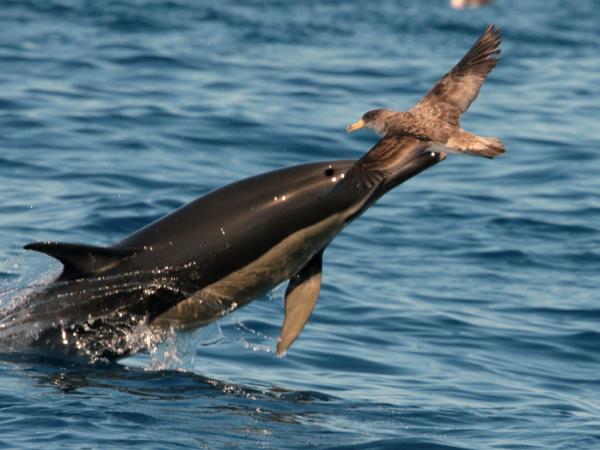 Whale watching in Faial, Azores