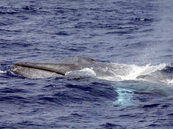 Whale watching in Faial, Azores