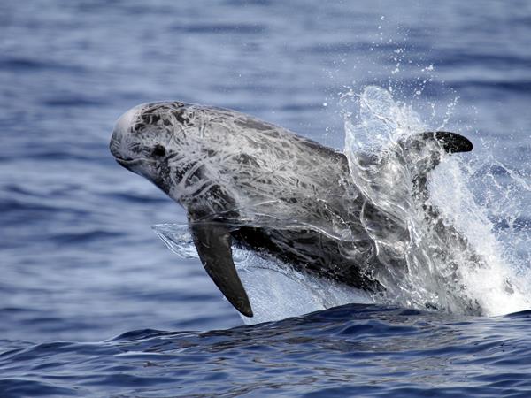 Whale watching in Faial, Azores
