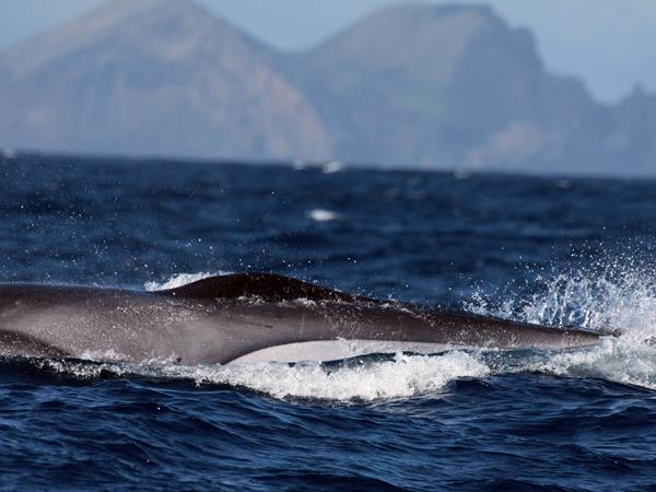Whale watching in Faial, Azores