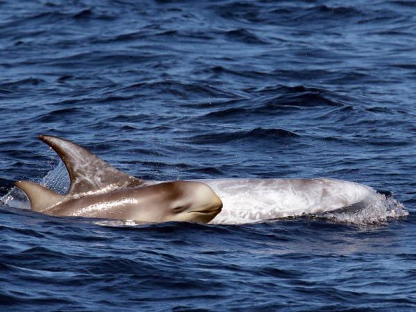 Whale watching in Faial, Azores