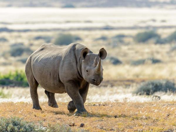 Namibia rhino tracking vacation
