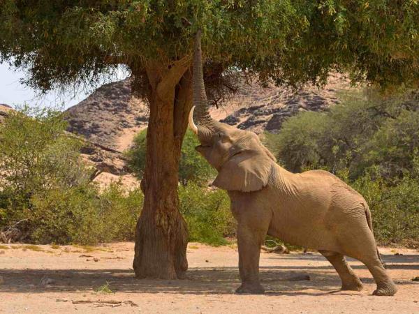 Namibia rhino tracking vacation