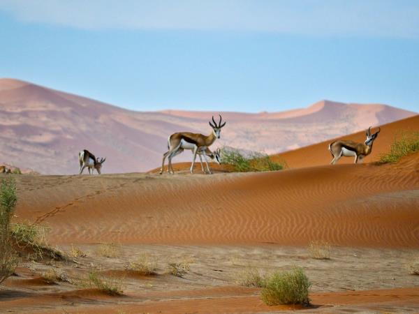 Namibia rhino tracking vacation