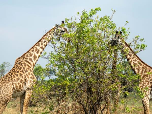 Nyerere NP & Mafia Island vacation in Tanzania