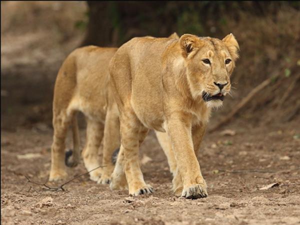Gujarat and Rajasthan vacation