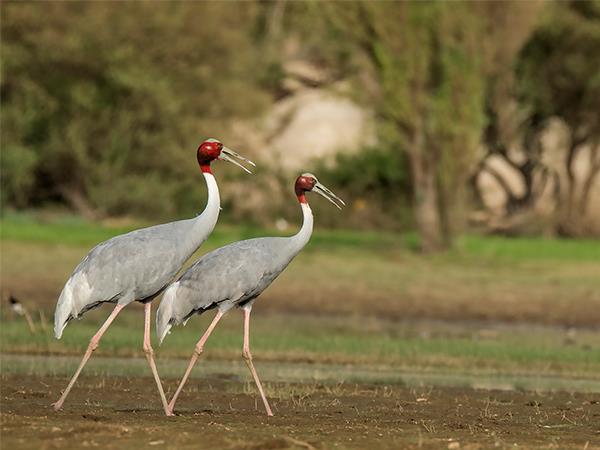 Gujarat and Rajasthan vacation