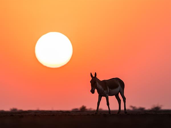 Gujarat and Rajasthan vacation