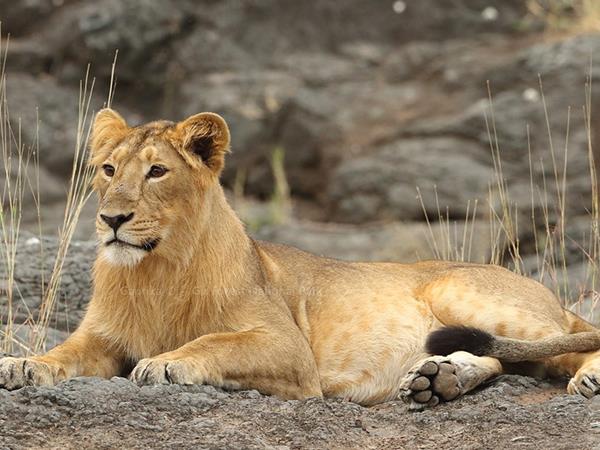 Gujarat and Rajasthan vacation