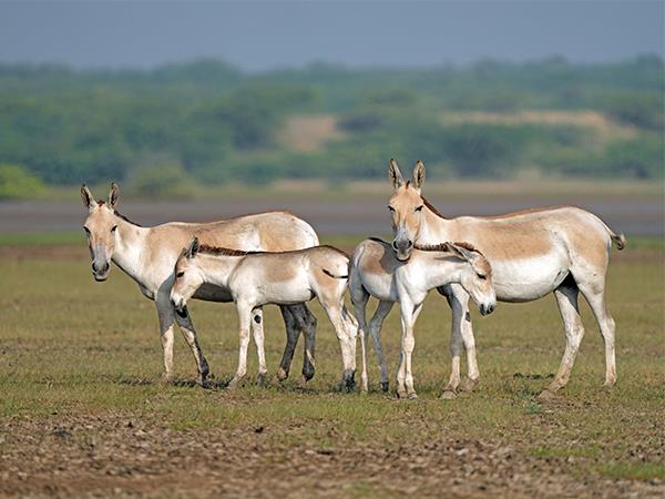 Gujarat and Rajasthan vacation