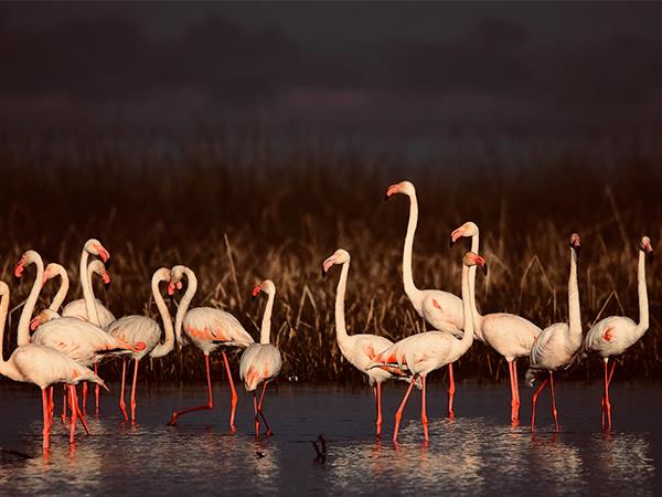 Gujarat and Rajasthan vacation