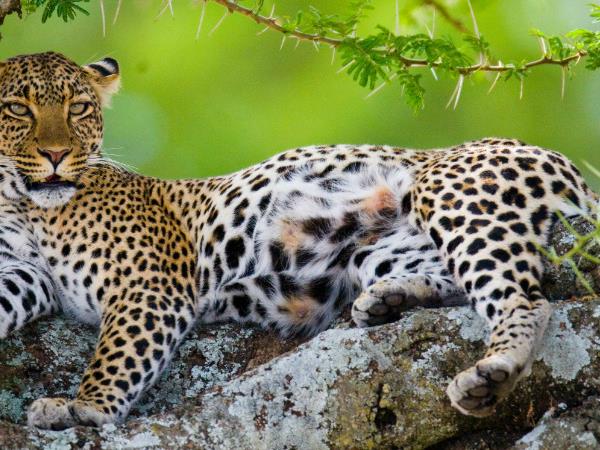 Kenya and Tanzania bespoke wildlife vacation