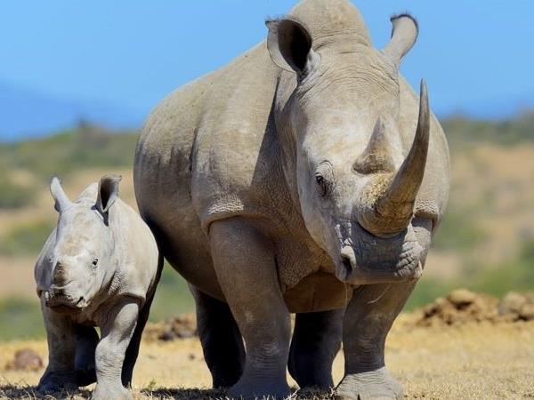 Kenya and Tanzania bespoke wildlife vacation