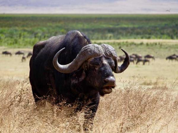 Kenya and Tanzania bespoke wildlife vacation