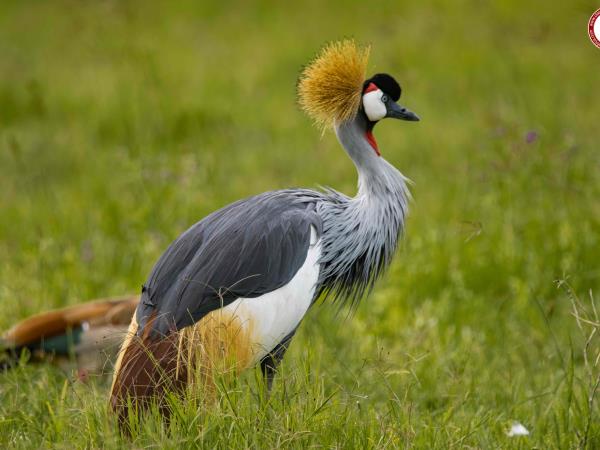 Kenya and Tanzania bespoke wildlife vacation