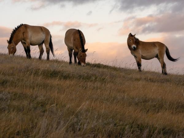 Mongolia vacation with eagle hunters